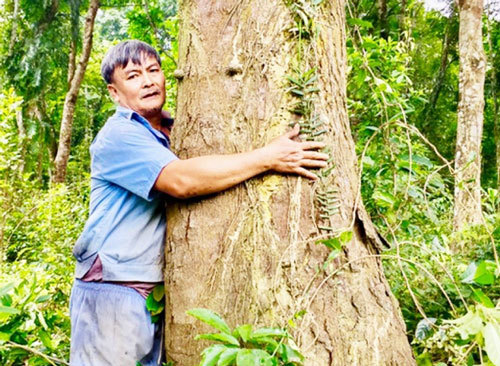 'Báu vật' rừng lim xanh cổ thụ độc nhất vô nhị của lão nông Hà Tĩnh