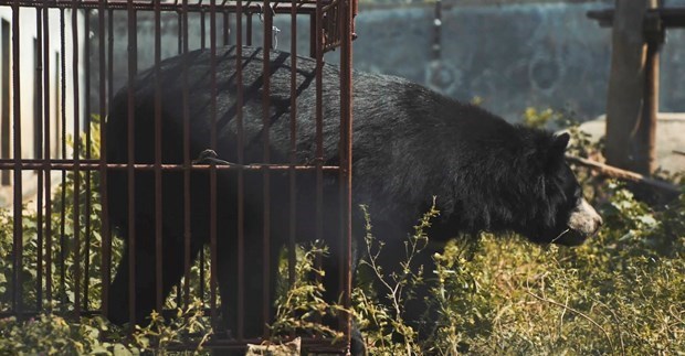 Short film released to help stop bear bile extraction