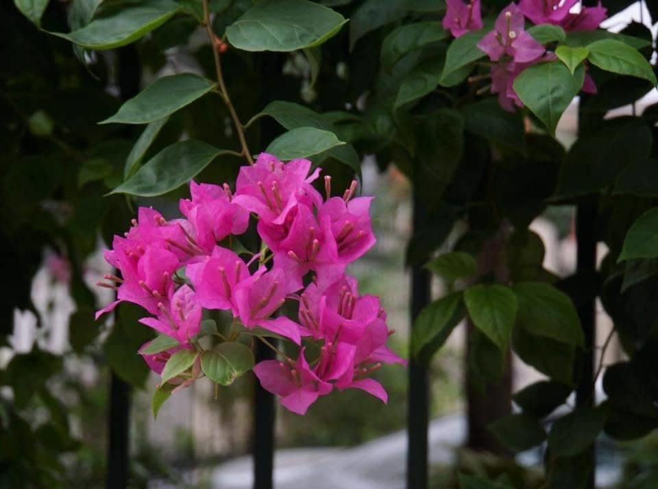 Chồng đưa sếp nữ vào 'chỗ nhạy cảm', lại bao biện bằng lý do khó đỡ