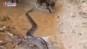 Trăn anaconda tấn công chó nhà và cái kết bất ngờ