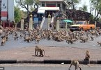Đói khát vì vắng du khách, hàng trăm con khỉ ẩu đả giành thức ăn