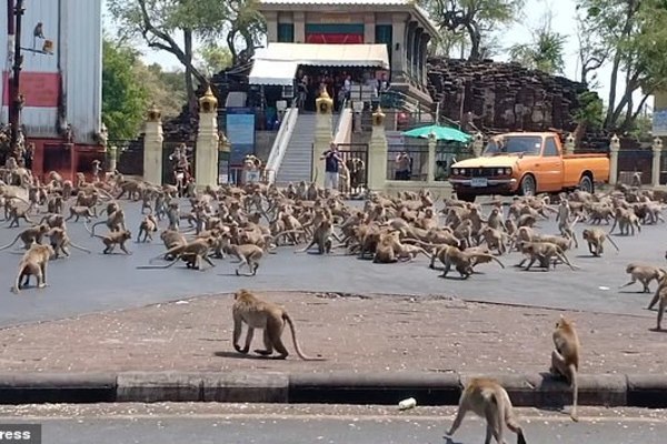 Đói khát vì vắng du khách, hàng trăm con khỉ ẩu đả giành thức ăn