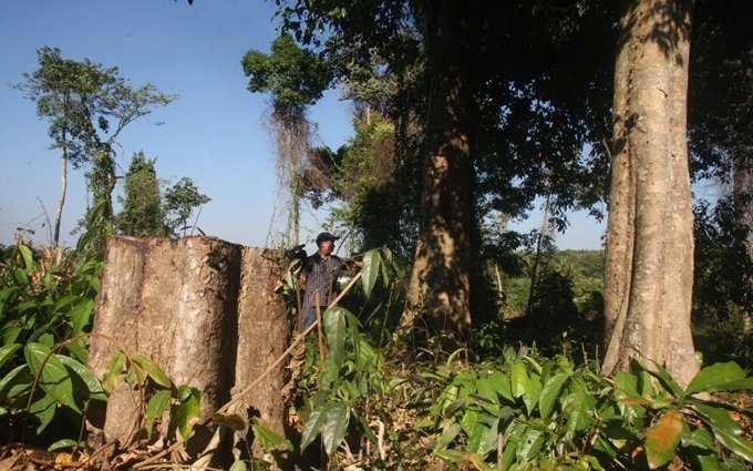 Dong Nai opens forests to develop tourism