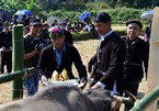 Buffalo worship of Lu ethnic group