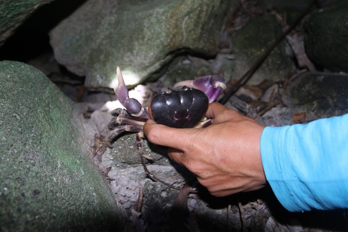 Độc đáo nghề săn cua đá trên đảo Cù Lao Chàm, kiếm hàng triệu mỗi đêm