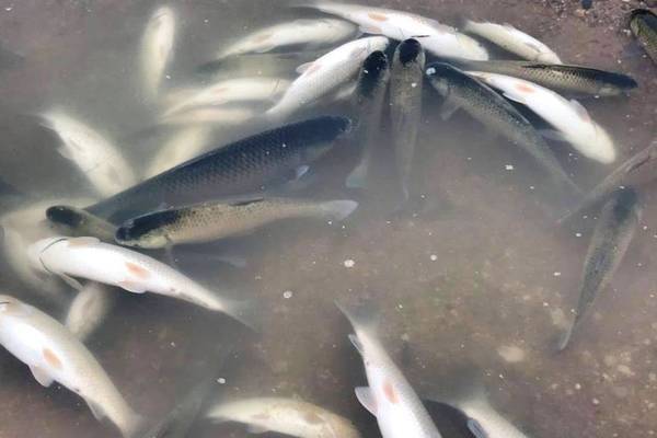 Vệt nước đen bất thường, cá lồng ở Thanh Hóa chết cả loạt
