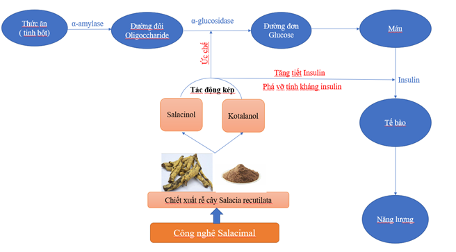 Công nghệ Salacimal Nhật Bản hỗ trợ ổn định đường huyết an toàn