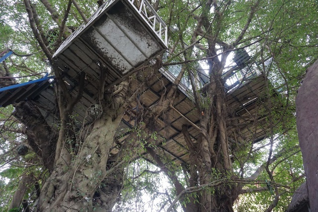 Kỳ lạ quần thể nhà xây dựng trên cây cổ thụ trăm tuổi 'độc nhất' Hà Nội