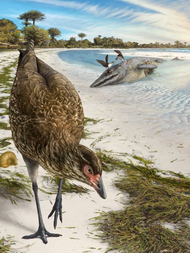 Fossil 'wonderchicken' could be earliest known fowl