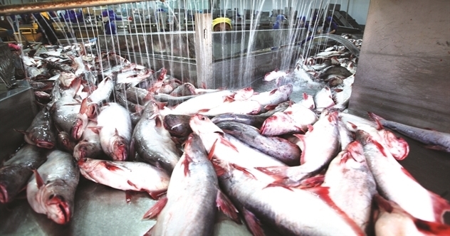 Vietnam’s fish, shrimp exports no longer can enjoy preferences from the US