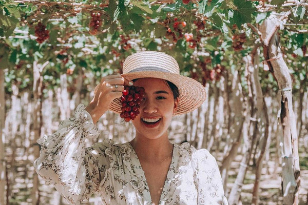 Khám phá vườn nho xanh mát, trĩu quả ở Ninh Thuận