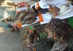 Thanh Hoa: the ‘birds’ hell’ in Long An province