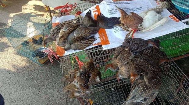 Thanh Hoa: the ‘birds’ hell’ in Long An province