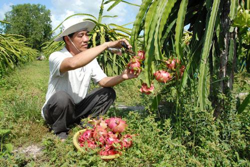 VN farm exports head for Chinese market again
