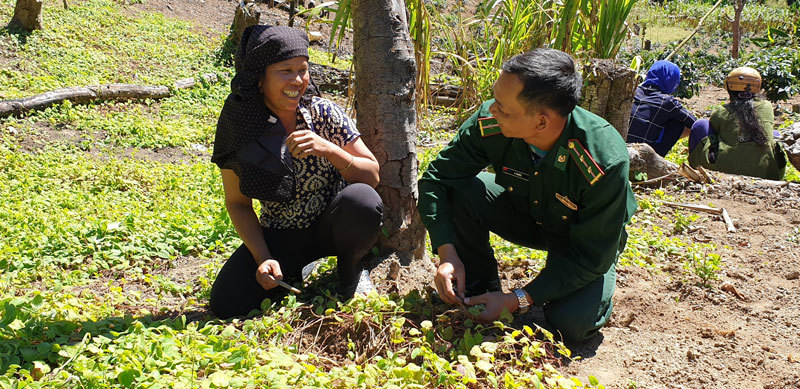 Trồng thứ sâm dây, chị em ở đây đổi đời