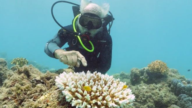 Great Barrier Reef suffers third mass bleaching in five years