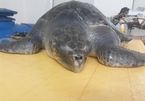 Sick sea turtle recovers after a month of care