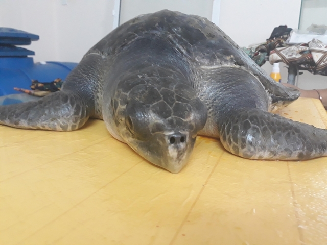 Sick sea turtle recovers after a month of care
