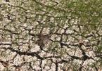 Severe drought, saline intrusion can be predicted months in advance: expert