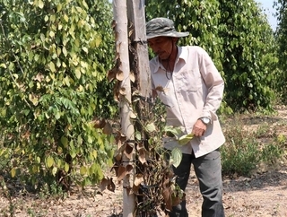 Vietnam's Central Highlands provinces cope with drought