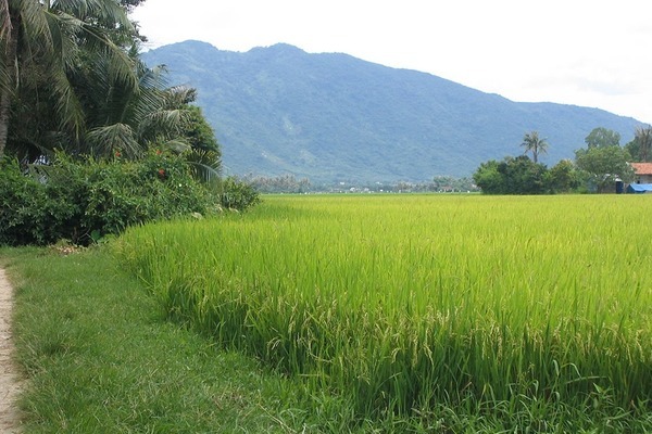 Thủ tục chuyển đổi đất ruộng thành đất ở?