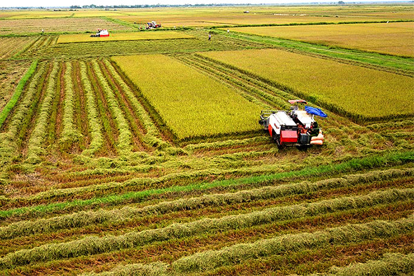 Đồng loạt báo tin được mùa, dư xuất khẩu 6 triệu tấn gạo