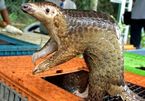 Coronavirus: Pangolins found to carry related strains