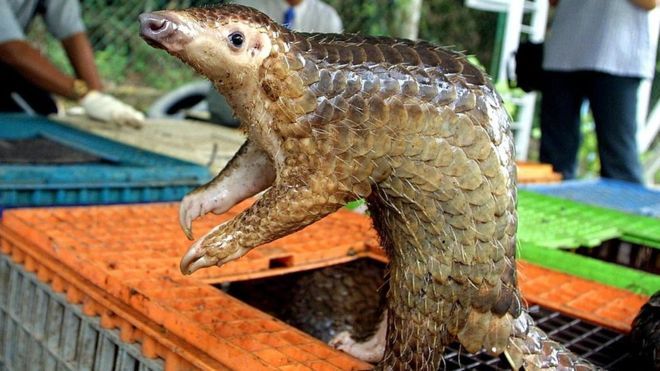 Coronavirus: Pangolins found to carry related strains