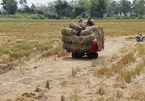 Mekong Delta rice farmers earn high income from rice straw