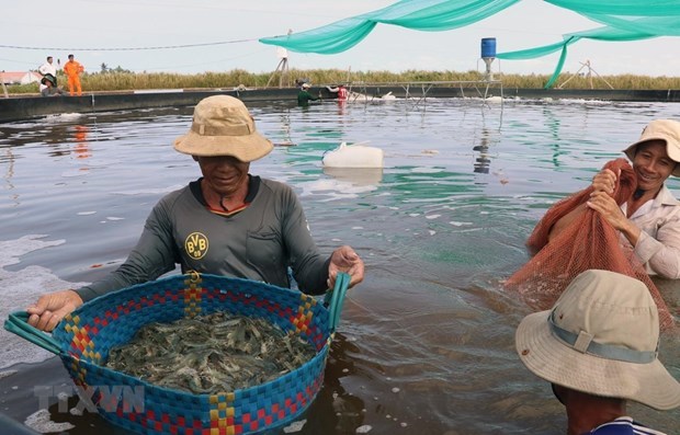 Mekong Delta shrimp prices fall as COVID-19 hits demand