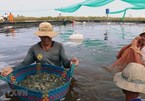 Mekong Delta shrimp prices fall as COVID-19 hits demand