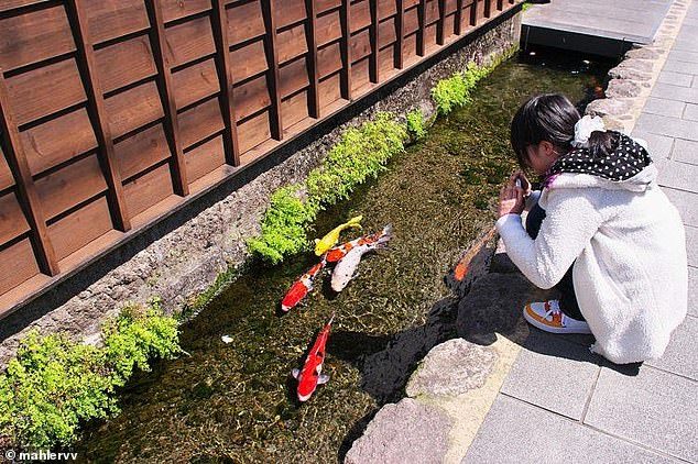 Thành phố ở Nhật thu hút du khách bằng cá Koi bơi dưới cống nước thải