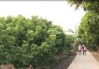 Lychee in full bloom: Bee breeders, lychee growers both happy