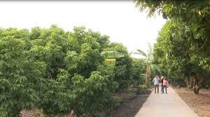 Lychee in full bloom: Bee breeders, lychee growers both happy