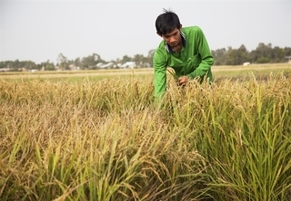 Mekong Delta’s “start-up farmer” in search of organic rice
