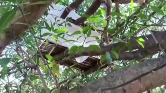 Thiếu chỗ tự cách ly, dân làng Ấn Độ dựng lán ngủ trên cây