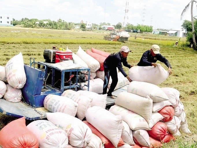 Tổng cục trưởng Hải quan: Phải mua đủ gạo dự trữ mới cho xuất khẩu
