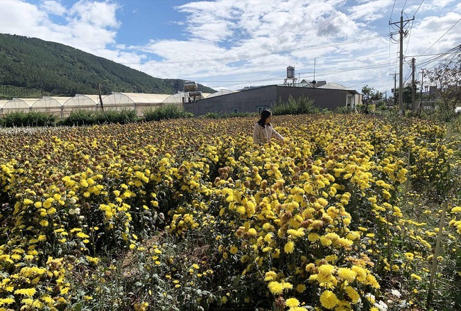 Only 10 percent of Da Lat’s flowers can be exported