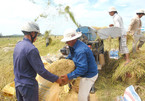 Mekong Delta faces rice crisis as exports are interrupted