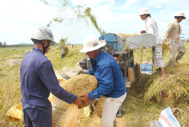 Mekong Delta faces rice crisis as exports are interrupted