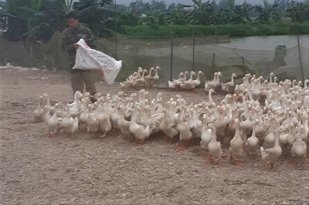 Chàng trai ủng hộ 1.000 quả trứng vịt cho khu cách ly