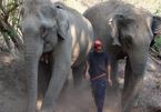 Coronavirus: Thai elephants face starvation as tourism collapses