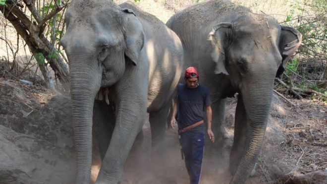 Coronavirus: Thai elephants face starvation as tourism collapses