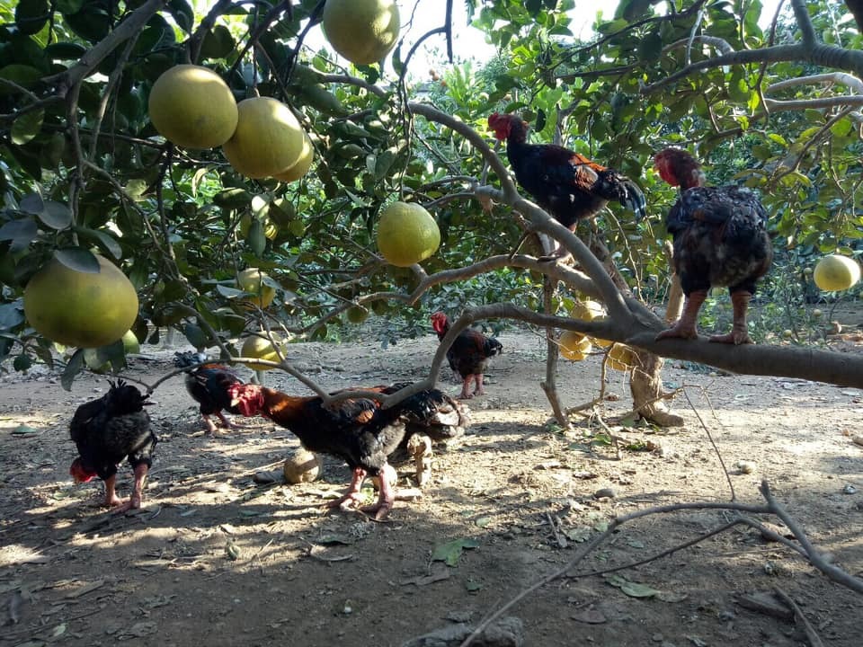 Về quê tránh dịch, mẹ bỉm sữa vẫn thu nhập đều nhờ bán 'đồ nhà quê'