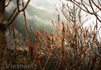 Flowers bloom on Hoang Lien Son mountain range