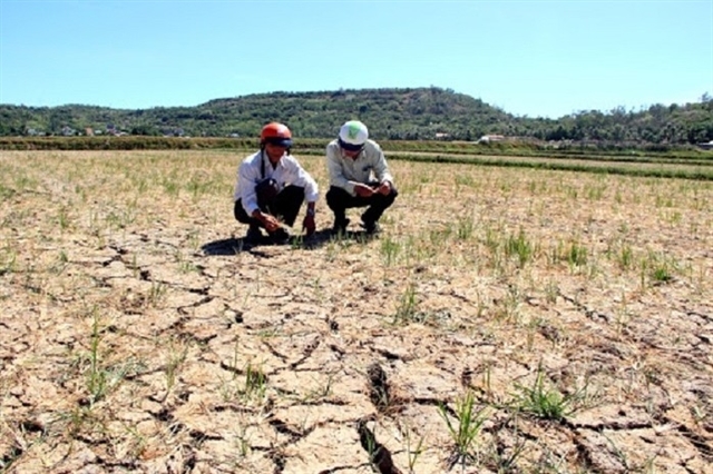 Central Vietnam faces water shortage for summer-autumn crop