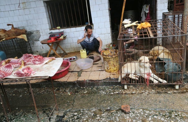 Thành phố đầu tiên tại Trung Quốc cấm ăn thịt chó, mèo