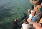 Bất chấp lệnh cách ly, người Australia vẫn đổ xô đến bãi biển xem cá mập