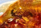 Cặp ruồi mắc kẹt 41 triệu năm trong miếng hổ phách