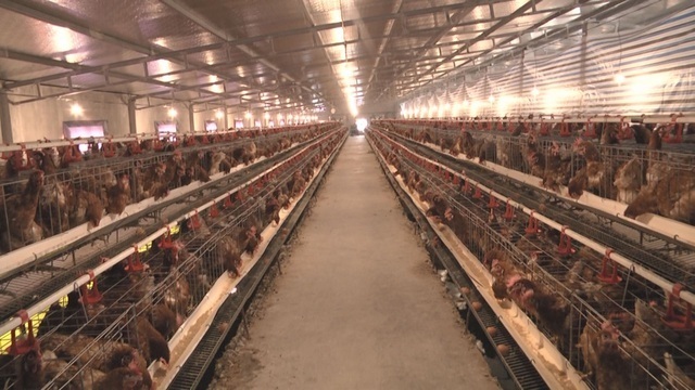 Hơn 40 năm nuôi đàn cá lạ trong ao, giữ gìn báu vật 'cá thần'